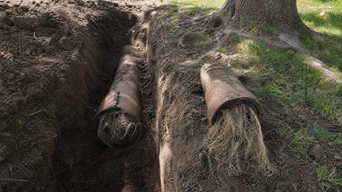Excavated clay sewer lateral cracked open with dense tree root intrusion growing inside the pipe